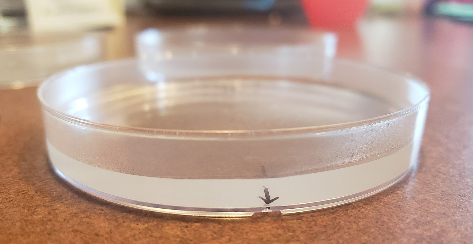 Grow Plants in Microgravity with an Arduino Clinostat | Science Project