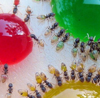 2011-09-02-ants.png