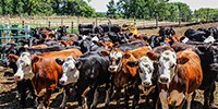 cattle yard