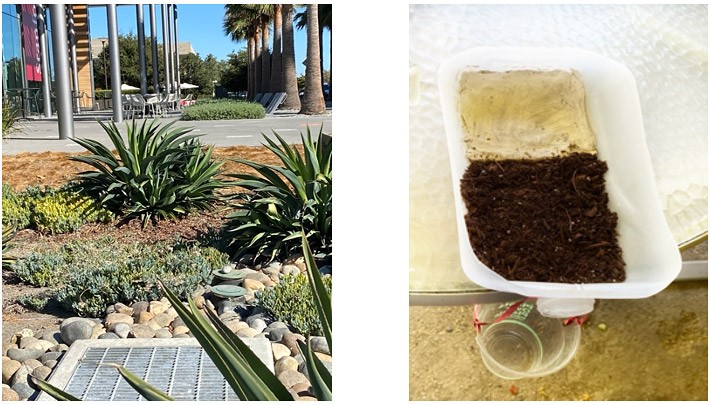 Left: Picture of a green area (rain garden) with a paved surface behind it. The rain garden slopes down towards a storm drain. Right: a picture of a model rain garden contained in a cut open jug. The model rain garden consists of soil with a paved surface behind it. The model rain garden ends in the spout, from which a collection cup hangs.