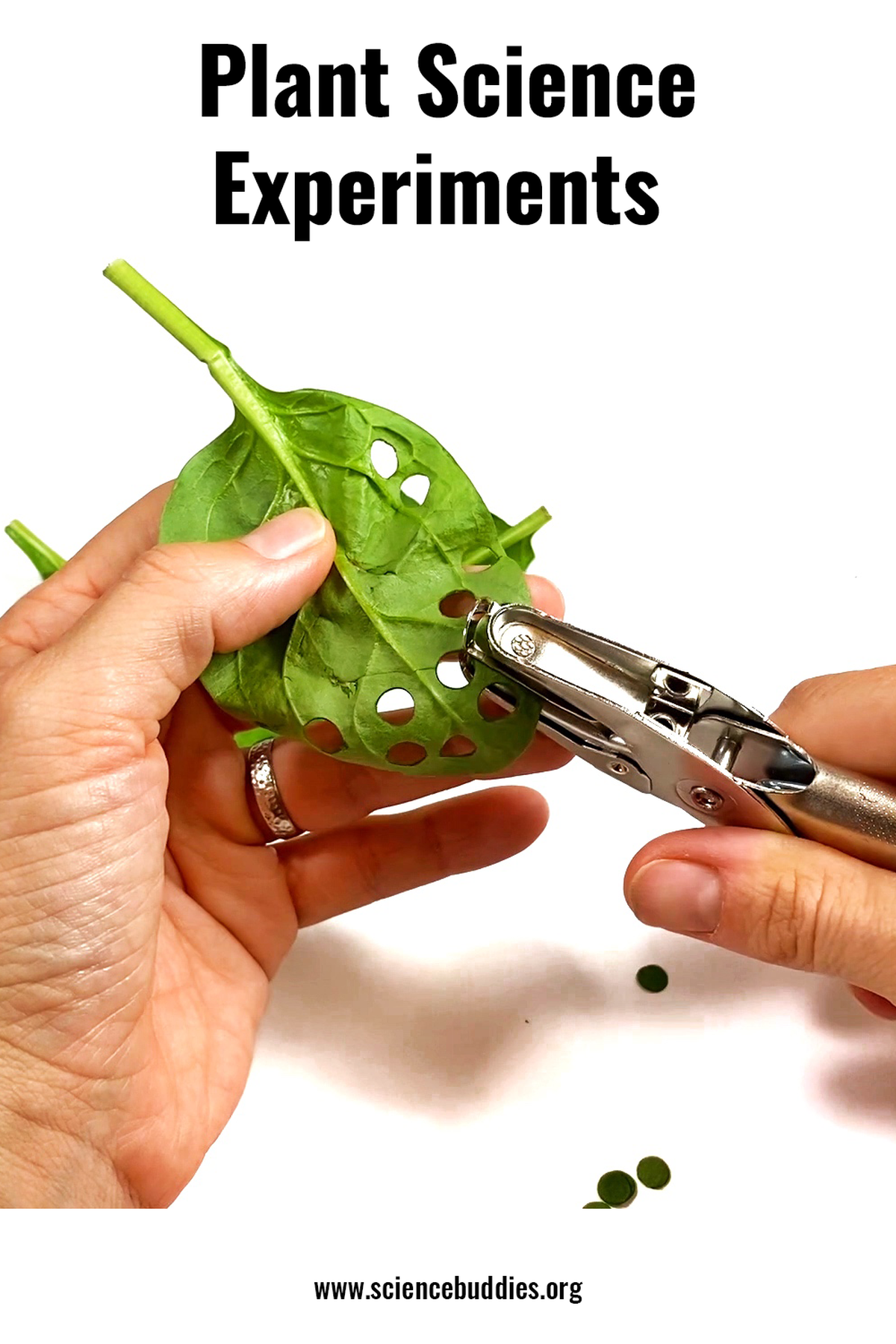 15+ Plant Science Activities and Lessons / Teach Plant Biology | Science  Buddies Blog
