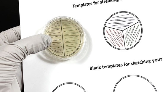 An agar plate is held against a piece of paper with a zig-zag pattern. You can clearly see the zigzag pattern through the clear agar plate.