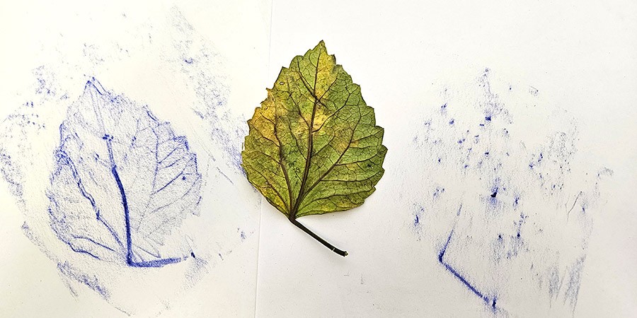 A leaf on top of a piece of paper next to two crayon rubbings