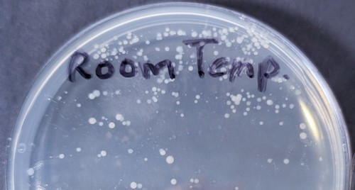 Agar plate with small microbe colonies