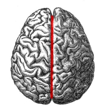 Top-down view of a drawing of a human brain with a red line dividing the left and right hemispheres