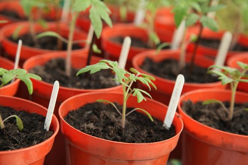 Plastic plant containers