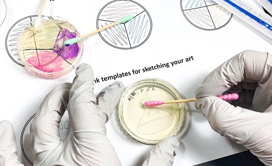 A person is using a sterile swab to make a bacteria painting on top of an agar plate. 