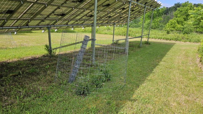 agrivoltaics tomato plants under solar panels
