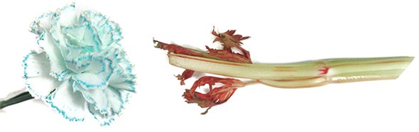 A carnation with blue tinted petals and a celery stalk with red tinted leaves