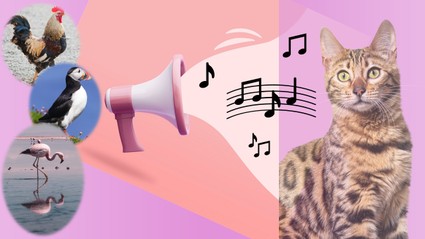 Image of different local and non-local bird sounds being played to see cat's reaction.
