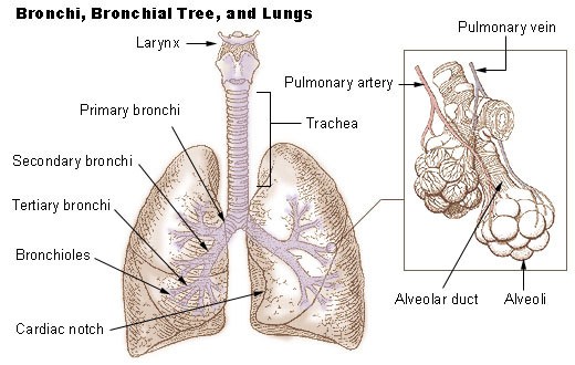 Illustration of the bronchi, bronchial tree, and the lungs.