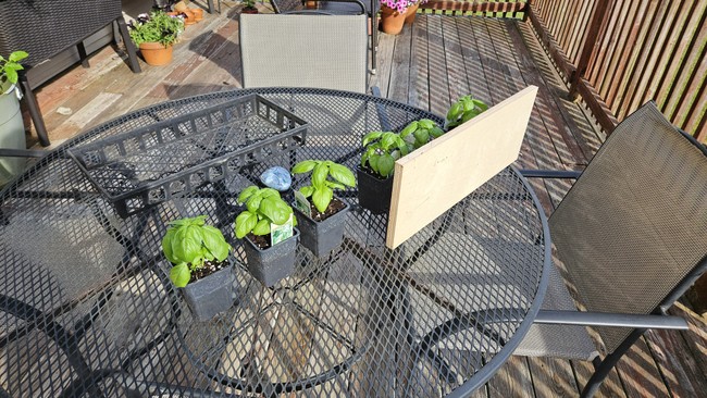basil plants for agrivoltaics experiment