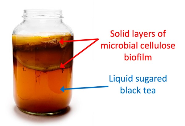 A glass jar filled with kombucha. On the surface of the tea float several SCOBY pellicles. 