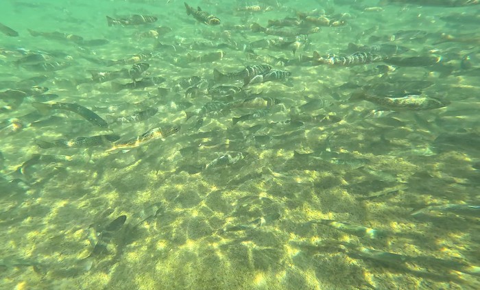 Underwater picture of a school of fish