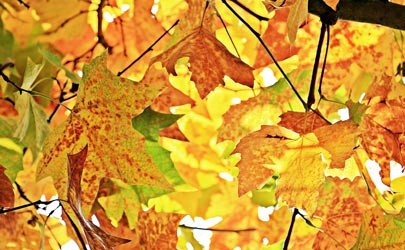 colorful fall leaves 