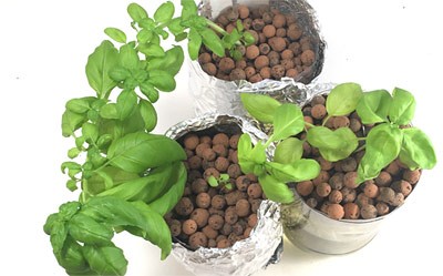 three hydroponic plants with clay pellets for science project