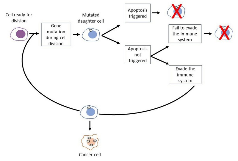 During cell division, it is possible for a daughter cell to gain a mutation. If so, it is likely that it undergoes apoptosis or is killed by the immune system. If neither of these happens, the mutation is fixed in that cell line. There is a chance that a cell accumulates enough mutations, over many cell divisions, that it becomes cancerous.