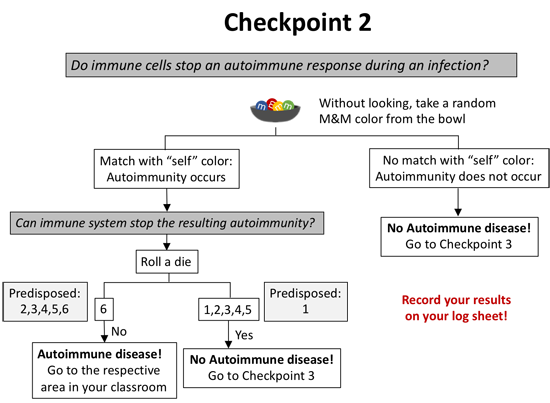 The second checkpoint in the autoimmune disease activity