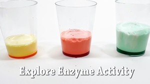 explore catalase enzyme activity
