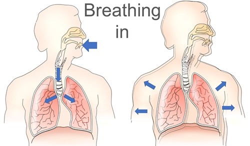 When we breathe in, air flows from the mouth or nose through the airways to the lungs causing the lungs to expand.