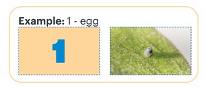 Example 1- egg. A card with the number one next to a card with a monarch butterfly egg.   