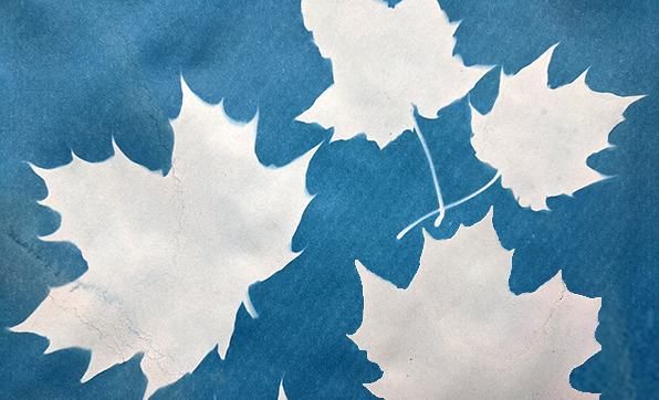 Sample sunprint of fall leaves