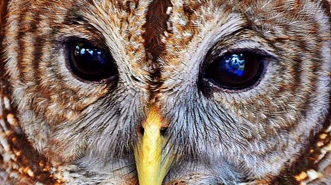 Owl eyes
