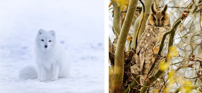 Examples of artic fox and long-eared owl animals concealing coloration