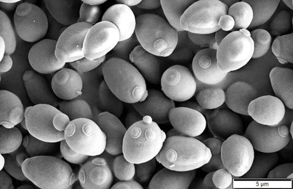 yeast Saccharomyces cerevisiae culture