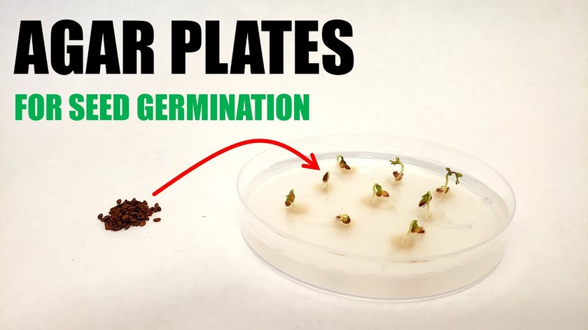 Grow Plants in Microgravity with an Arduino Clinostat | Science Project
