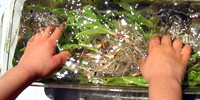 Environmental Education STEM / Energy from grass