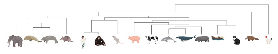 Phylogenetic tree of mammals