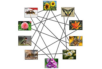 Thumbnail pictures of different animals and plants connected with black lines to show the interdependence between them for seed dispersal and pollination.