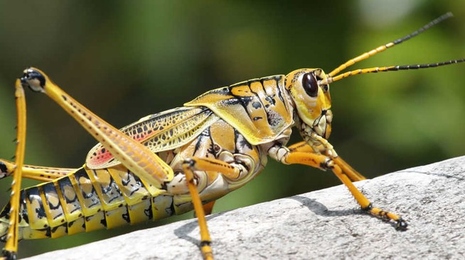 Grasshopper