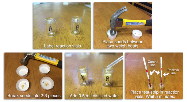 horizontal seed test
