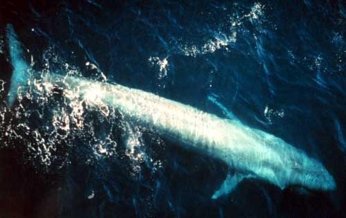 Aerial photo of a blue whale breaching