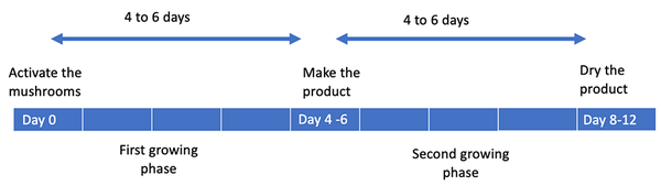 Sample timeline labeling the day you activate the mushroom as day 0. Days 4 through 6 are labeled 'Make the product,' and days 8 through 10 are labeled 'Dry the product.' The period between activation and making is labeled 'first growing phase,' and the period between making and drying the product is labeled 'Second growing phase.'