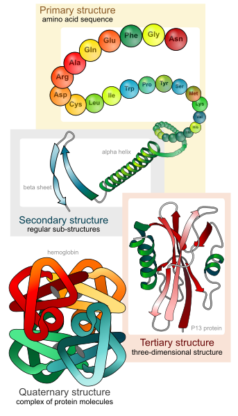 Figure 1: Levels of protein structure