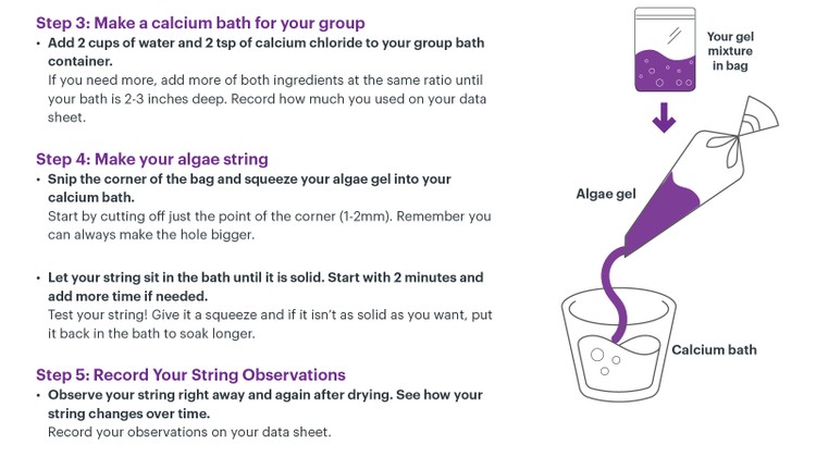 Thumbnail of Steps 3-5 on Student Protocol sheet