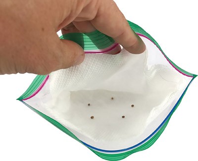 Five seeds arranged in a circle between layers of paper towel are placed in a plastic zip-top bag