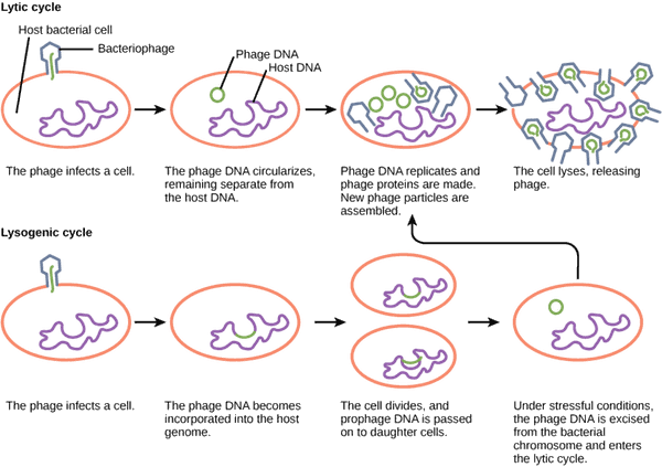 Two replication processes of viruses are shown: the lytic cycle on the left and the lysogenic cycle on the right. Numbered steps guide through both cycles. Images of replicating cells accompany each step.
