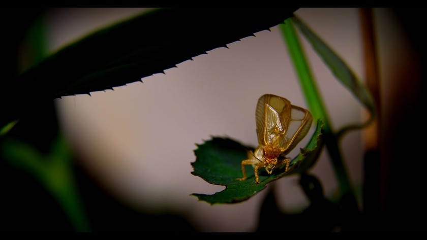 Cricket Insect Springing Ask a Cricket, 'What is The Temperature?' | Science Project