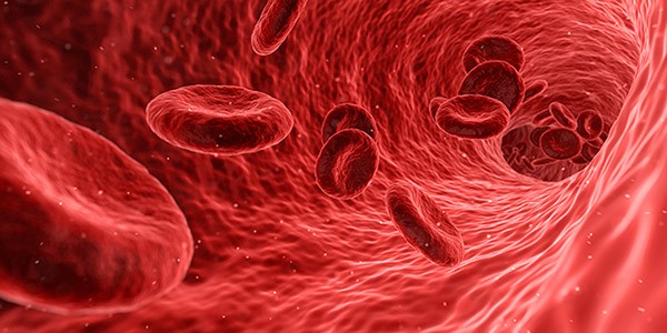 Red flat cylinders floating in a red pipe illustrates red blood cells floating in an artery.
