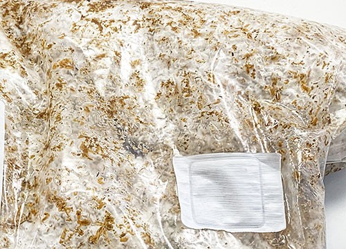 Bag with grown mushroom roots. You see the white of the mushroom roots and water drops from condensation.