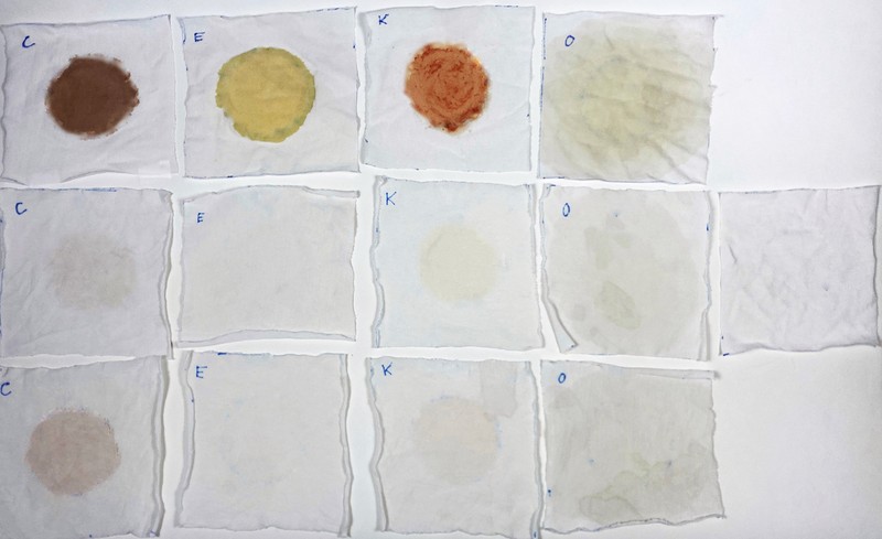 Three rows of four samples, plus one unstained sample. 