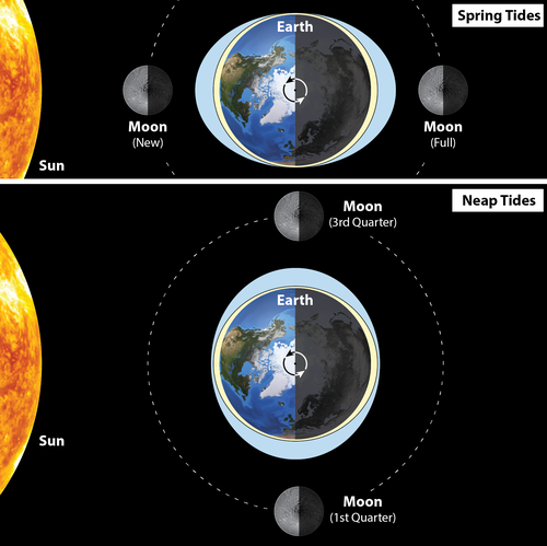 Spring tides and neap tides of the Earth's oceans
