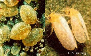 Photo of two silverleaf whiteflies