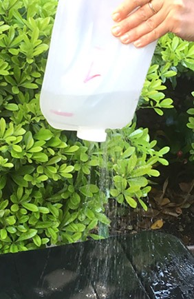 A watering can made from a plastic jug with holes pierced through the lid