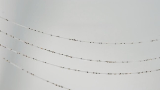 line drying chia seed yarn