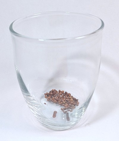 Cup with 100 radish seeds in it.